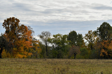 Fototapeta premium autumn landscape with trees