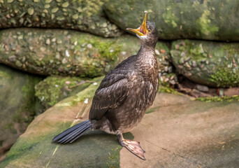 Cormorant on a rock squawking, close up, united kingdom