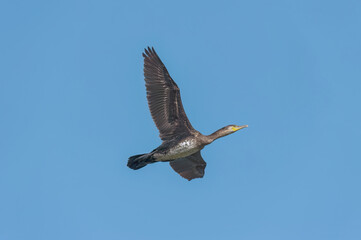Cormorant flying in a blue cloudless sky close up