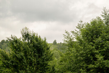 trees and clouds