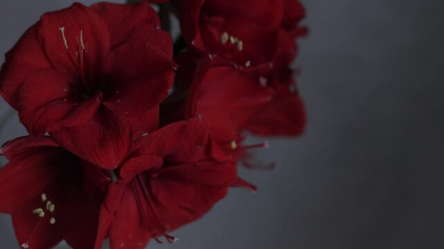 Red amarylis macro flower