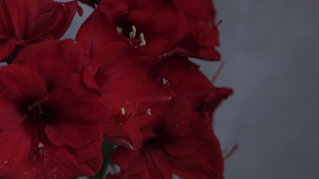 Red amarylis macro flower