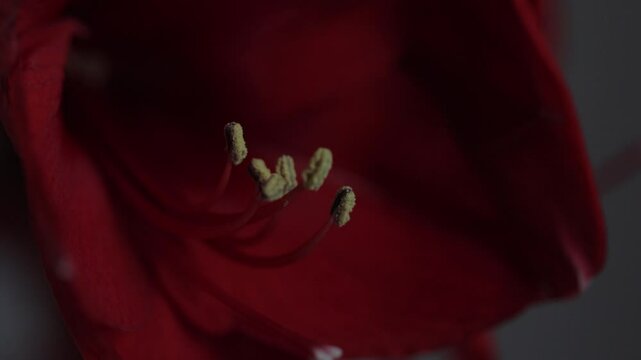 Red amarylis macro flower