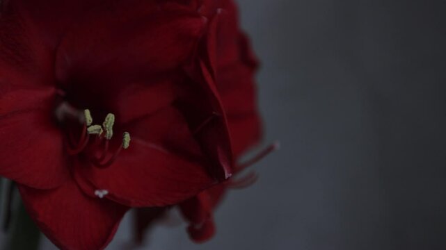 Red amarylis macro flower