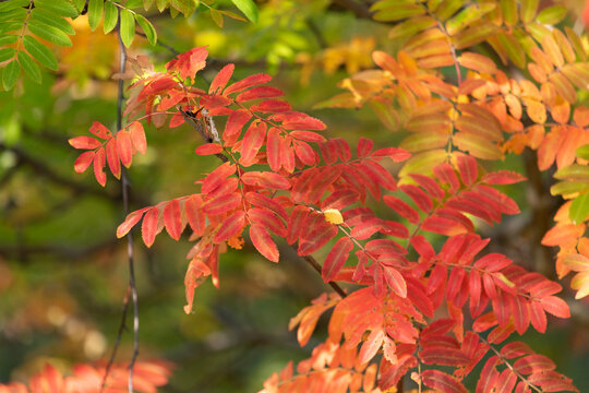 Bright autumn rowan leaves close-up