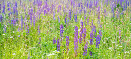 Wild lupins on a meadow in Germany, purple colored flowers in summer, lupine field blooming 