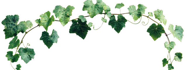 Fototapeta premium [Transparent Background PNG]Beautiful Green Vine with Leaves Border Design