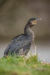 Cormorant on grass, close up, united kingdom