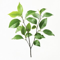 Obraz premium Fresh Green Leaves on a Branch, Isolated on White - A Study in Botanical Simplicity and Clean Presentation