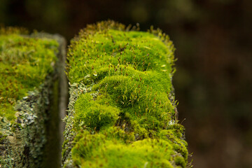 Mossy Growth on Aged Wood. A close-up macro shot of vibrant green moss growing densely on an aged...