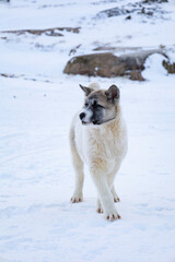 Sled dog out side of Sisimiut in Greenland in a snow landscape  © Sarah Østergaard