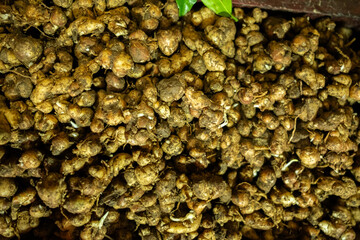 Fresh kencur (aromatic ginger) roots displayed in their raw form, showcasing their knobby texture and earthy brown skin, widely used in Asian cuisine and herbal remedies