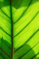 Close-up view bright green palm tree leaf details reveal intricate plant veins pattern against bright sun light shadow. Natural botanical fresh green organic horticulture background
