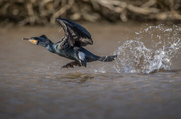 Cormorant flying from a lake, close up
