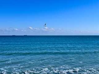 seagull flies over the blue sea