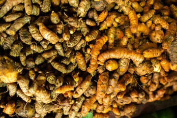 Fresh turmeric roots are neatly displayed, showcasing their vibrant orange color and earthy texture, commonly used in cooking and traditional medicine