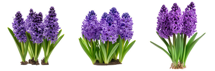 Set of A stunning close-up of a multi-tourmaline gemstone with a purple hyacinth flower on transparent png background. Ai generated