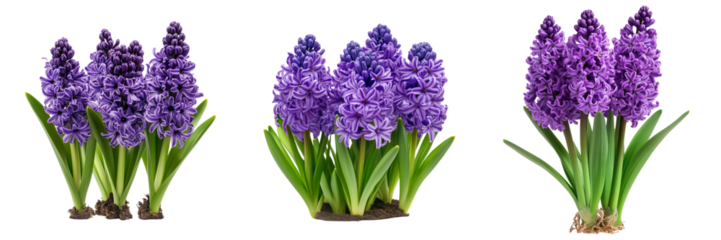 Set of A stunning close-up of a multi-tourmaline gemstone with a purple hyacinth flower on transparent png background. Ai generated