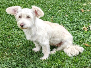 Portrait of the white dog , with big ears mixed breed, sitting in the park.
