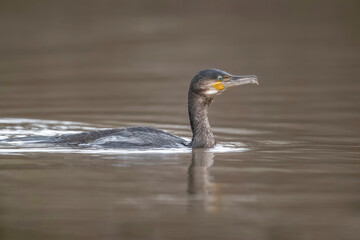 Cormorant in a lake, close up, united kingdom