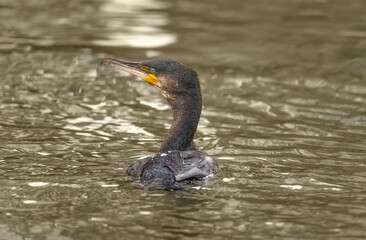 Cormorant in a lake, close up, united kingdom