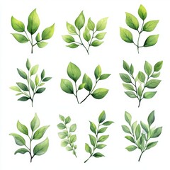 Watercolor Green Leaves Set Illustration on White Background Botanical Art for Decoration and Design Elements