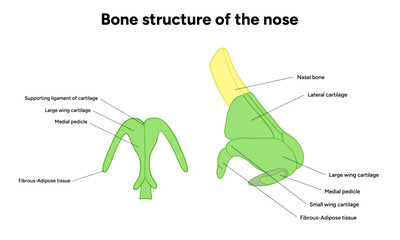 Bone structure of the nose anatomy. Medical diagram infographic Otolaryngology