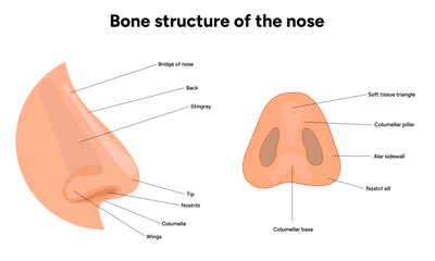 Bone structure of the nose anatomy. Medical diagram infographic Otolaryngology