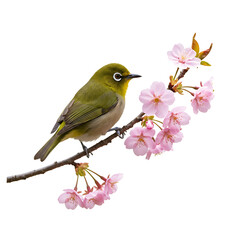 Fototapeta premium Spring Warbler Perched on Cherry Blossom