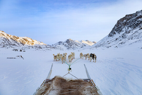 Dog sledding with huskies out side of Sisimiut in Greenland in a beautiful snow landscape with mountains