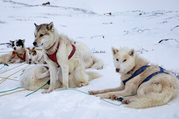 Sled dogs staking a break from dog sledding out side of Sisimiut in Greenland in a beautiful snow...