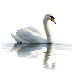 Fototapeta premium Graceful Swan Serenely Floating