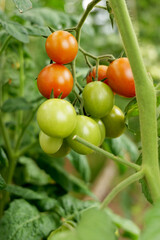 close-up of tomatoes, growing on a vine in greenhouse. Sustainable agriculture promotes fresh, organic vegetables for home cooking and healthy eating