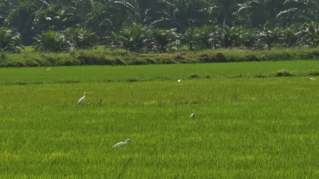  Anastomus oscitans on field