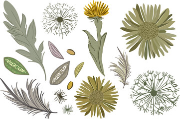 isolated elements of flowers in boho minimalism style with dandelions, chrysanthemums, feathers and leaves on a white background for fabric and web design pastel