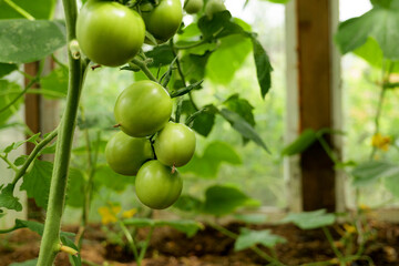 close-up of tomatoes, growing on a vine in greenhouse. Sustainable agriculture promotes fresh, organic vegetables for home cooking and healthy eating