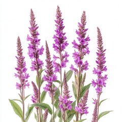 Fototapeta premium Captivating purple loosestrife flowers on white backdrop floral arrangement botanical beauty nature photography studio shot