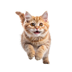 Obraz premium Jump shorthair cat on transparent background