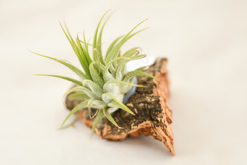 Obraz premium Green tillandsia air plants in a piece of wood on a white background