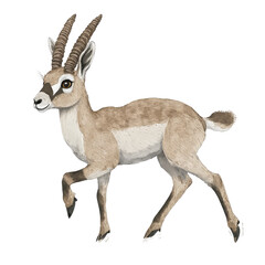 Fototapeta premium Detailed Artistic Representation of a Courser in Dynamic Pose with Natural Features and Texture