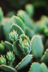 Close-up photo of green cacti, soft tones.
