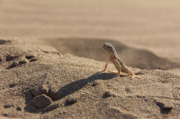 Phrynocephalus guttatus