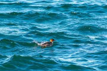 Red-breasted Merganser