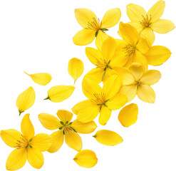 Fototapeta premium Vibrant Yellow Flowers