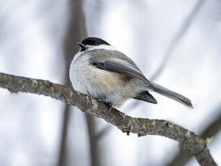 Willow tit perching in a winter forest on a tree branch