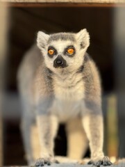 A lemur with bright orange eyes looks into the distance with a blurred background