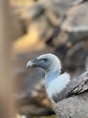 A vulture bird looks into the distance