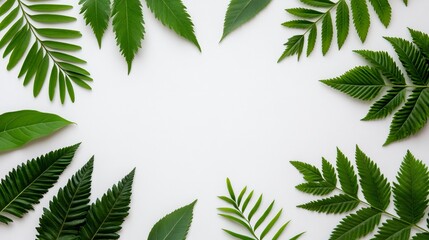 Fresh Green Leaves on White Background for Natural Design Elements