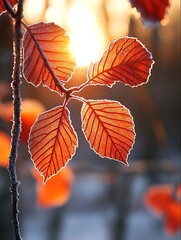 Frosty autumn leaves sunrise