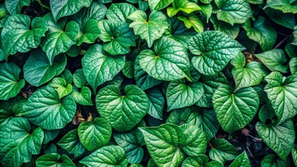 Lush Green Leaf Composition Dark Moody Tones, Close-Up, Natural Texture, Jungle Foliage, Botanical Photography Keywords Plants, Nature